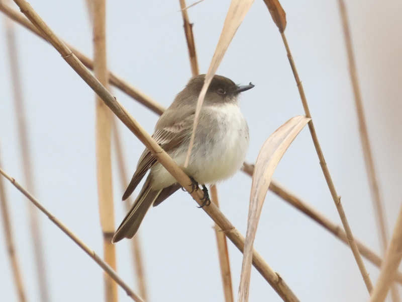 Mystery bird to be identified