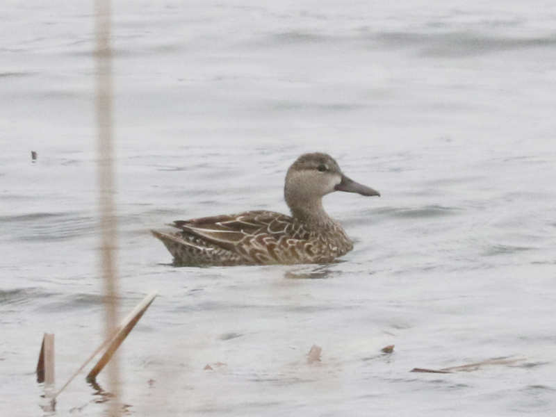 Mystery bird to be identified