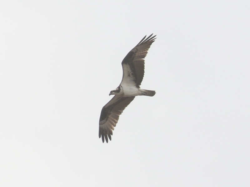 Mystery bird to be identified