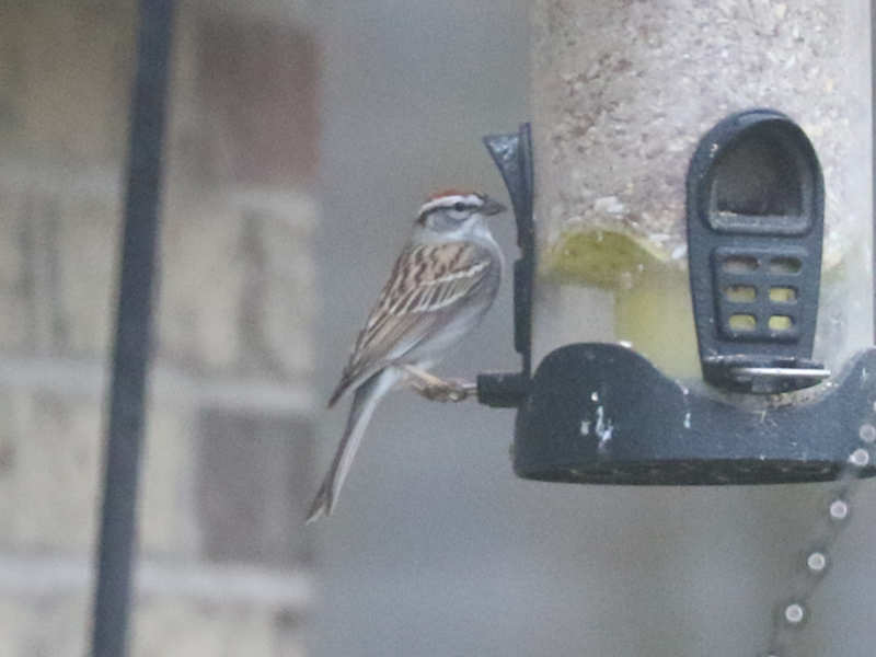 Mystery bird to be identified