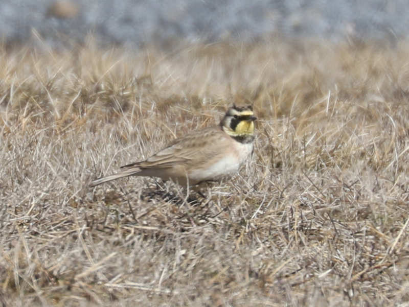 Mystery bird to be identified