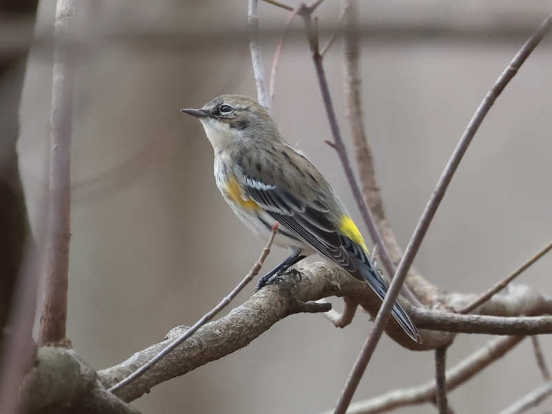 Mystery bird to be identified