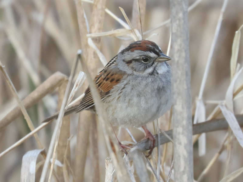 Mystery bird to be identified