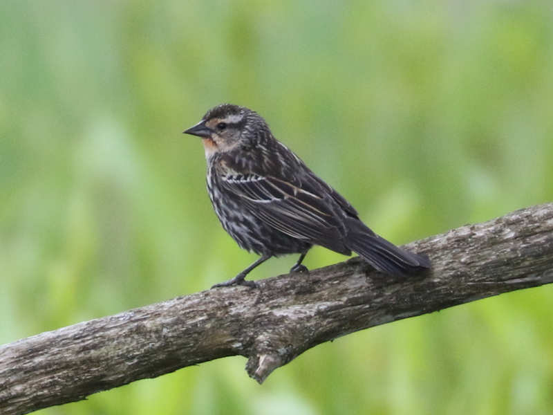 Mystery bird to be identified