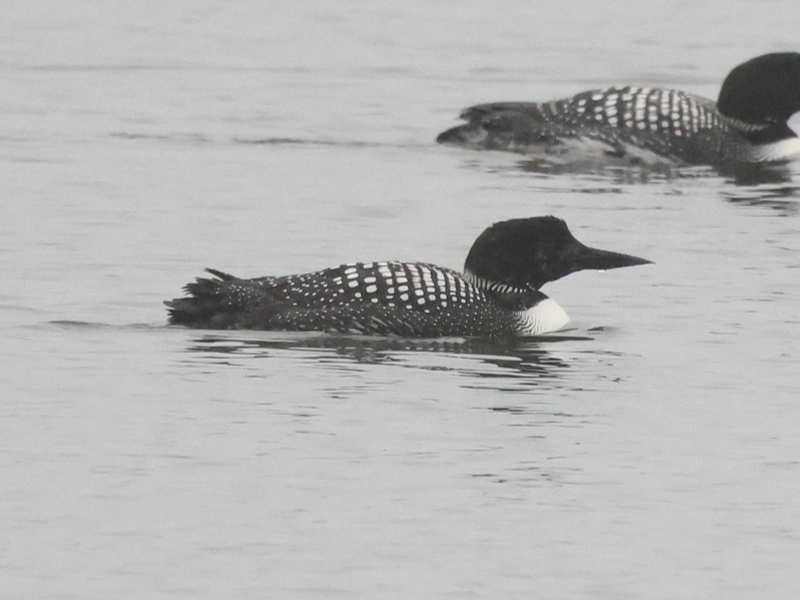 Mystery bird to be identified