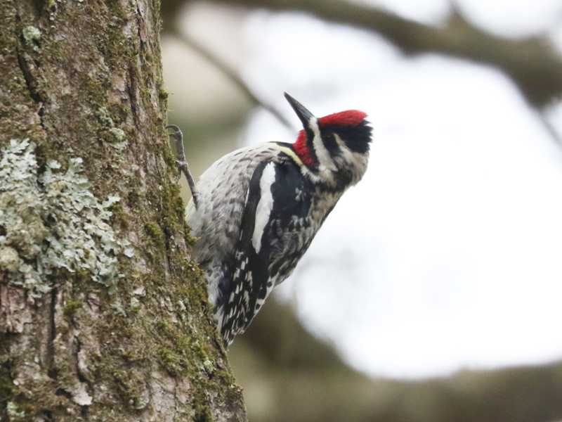 Mystery bird to be identified