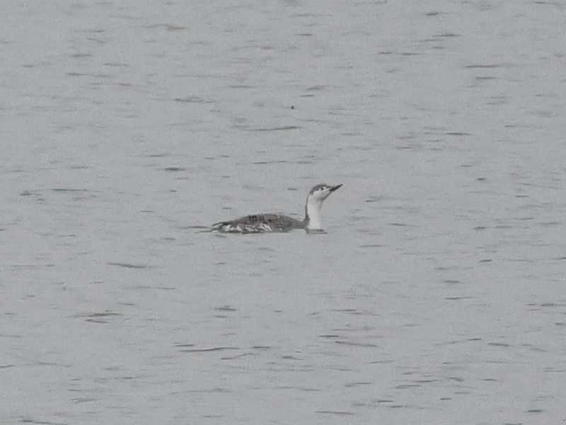 Mystery bird to be identified