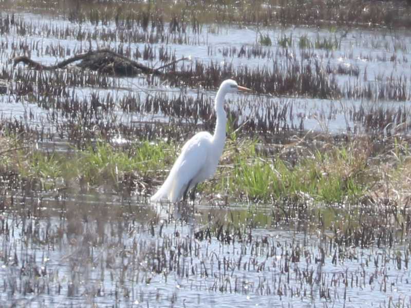 Mystery bird to be identified