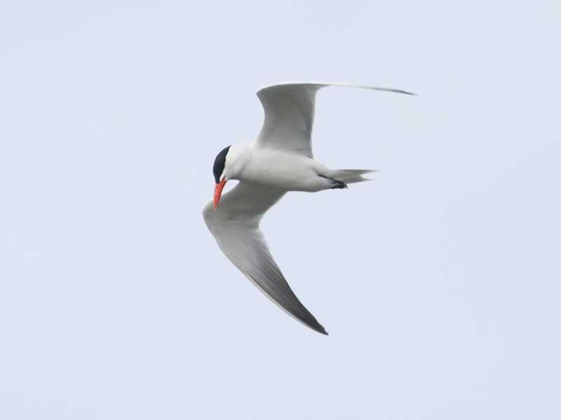 Mystery bird to be identified