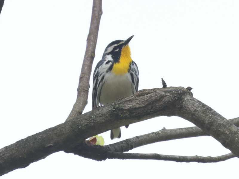 Mystery bird to be identified