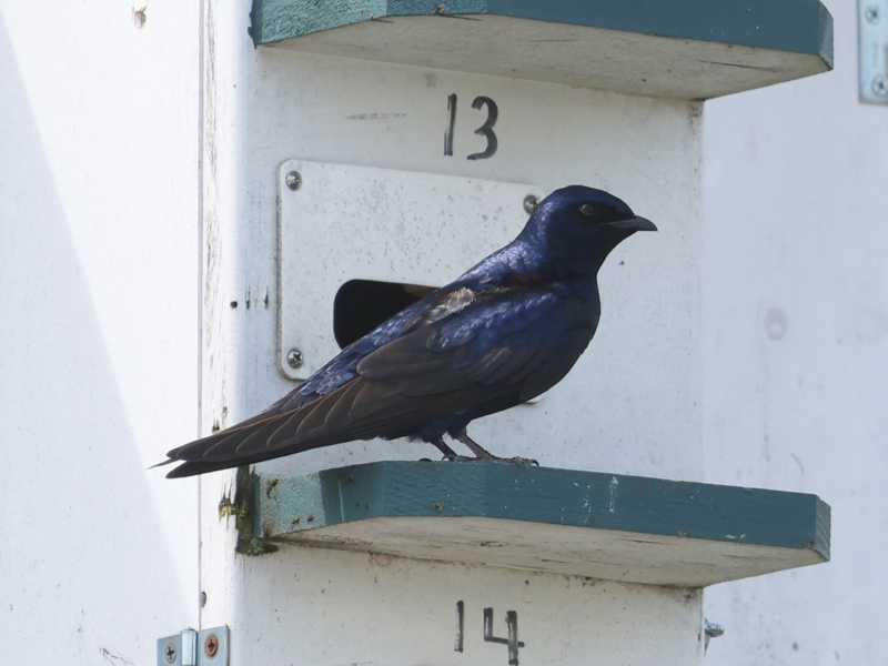 Mystery bird to be identified