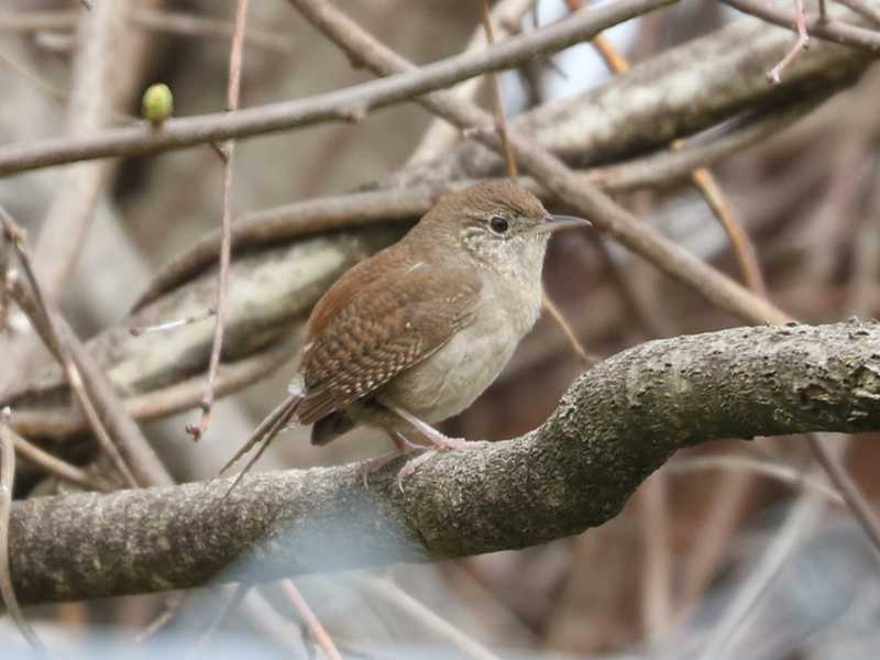 Mystery bird to be identified