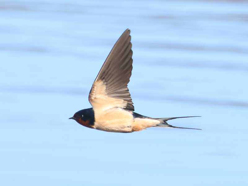 Mystery bird to be identified