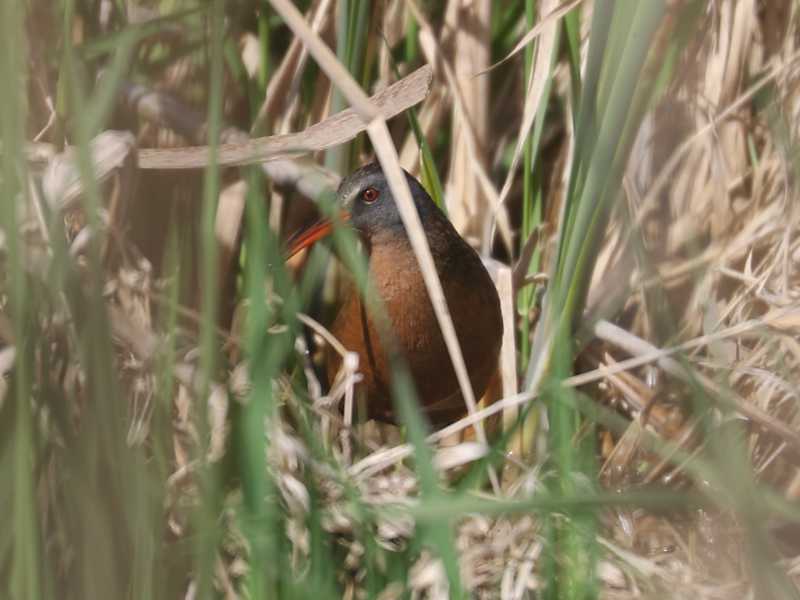 Mystery bird to be identified