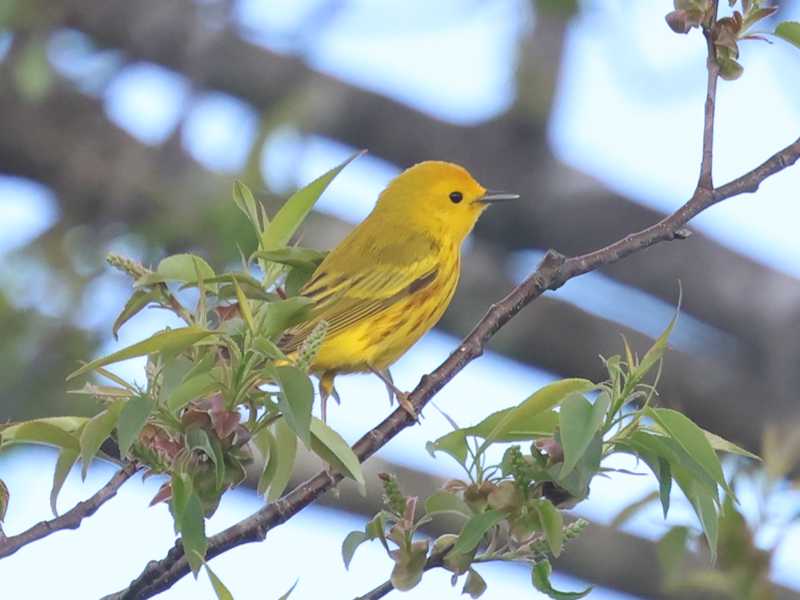 Mystery bird to be identified