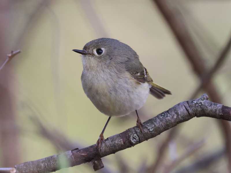 Mystery bird to be identified