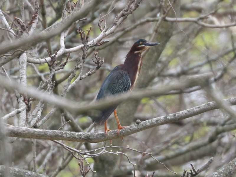 Mystery bird to be identified