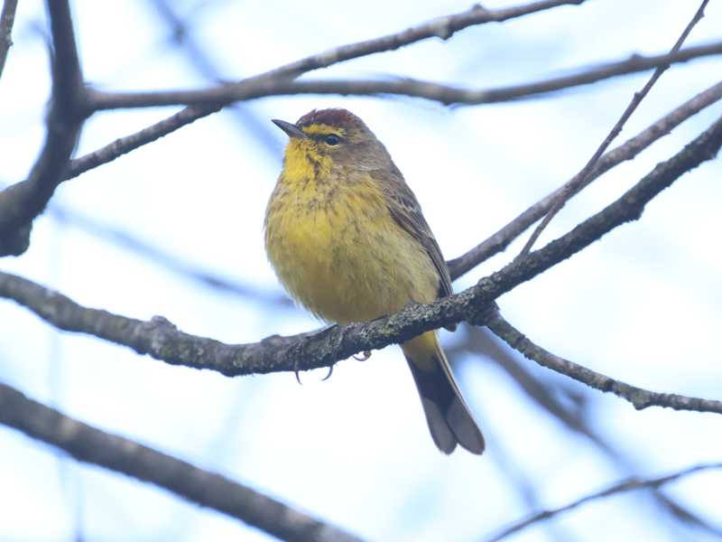 Mystery bird to be identified