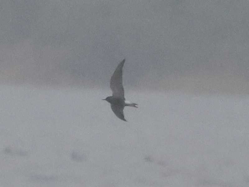 Mystery bird to be identified