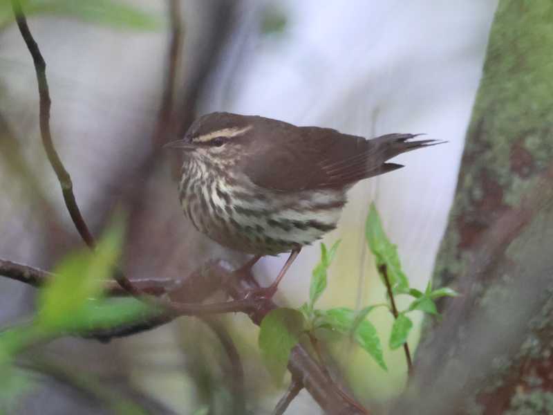 Mystery bird to be identified