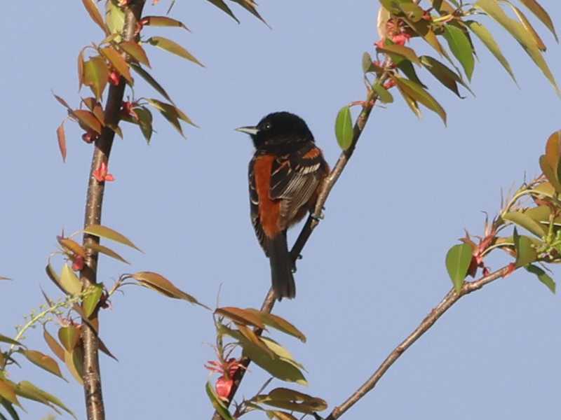 Mystery bird to be identified
