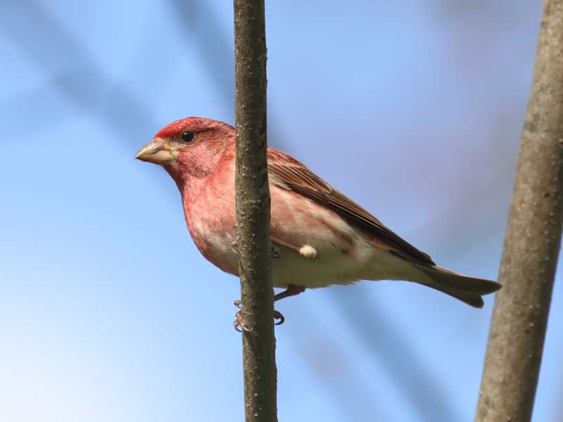 Mystery bird to be identified