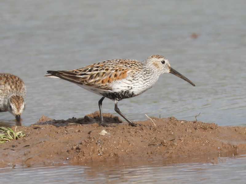 Mystery bird to be identified