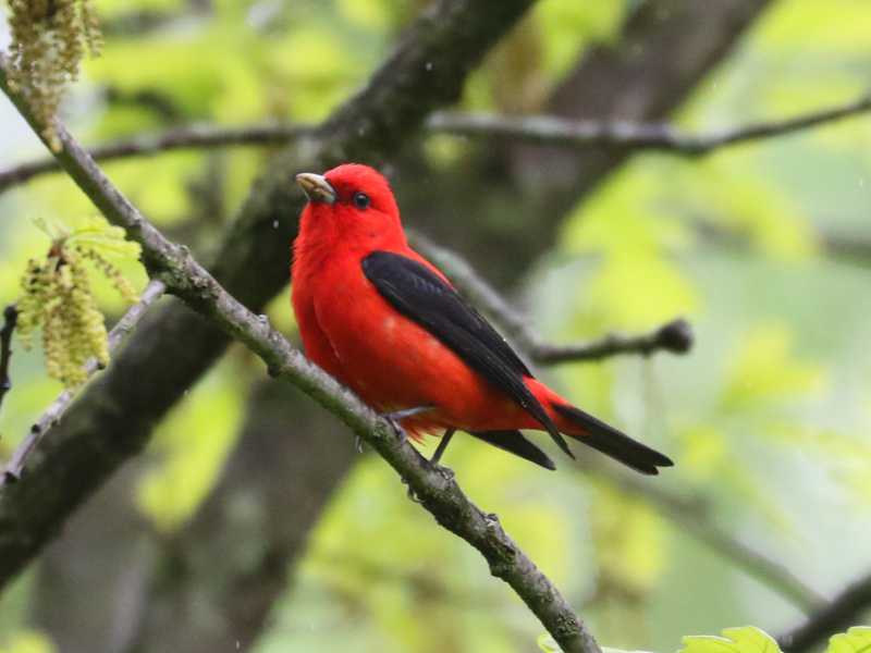 Mystery bird to be identified