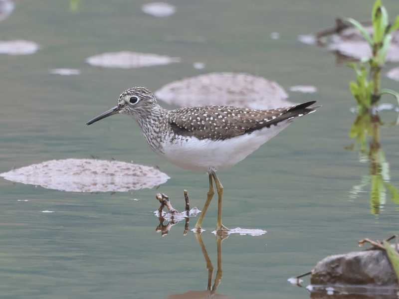 Mystery bird to be identified