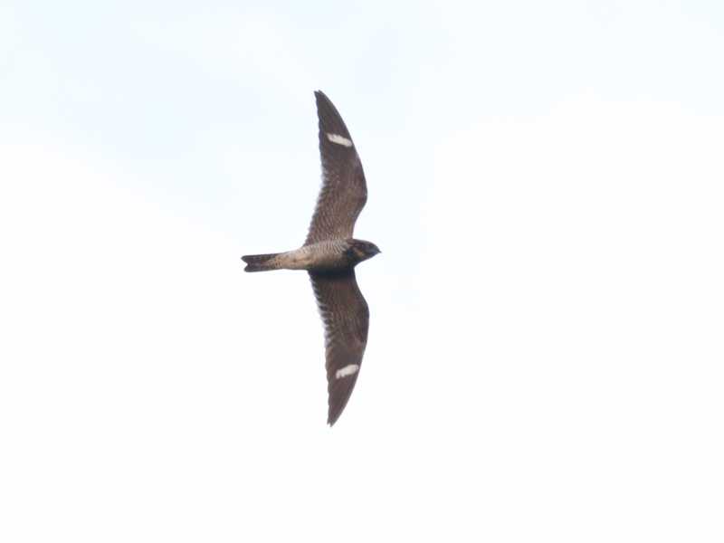 Mystery bird to be identified