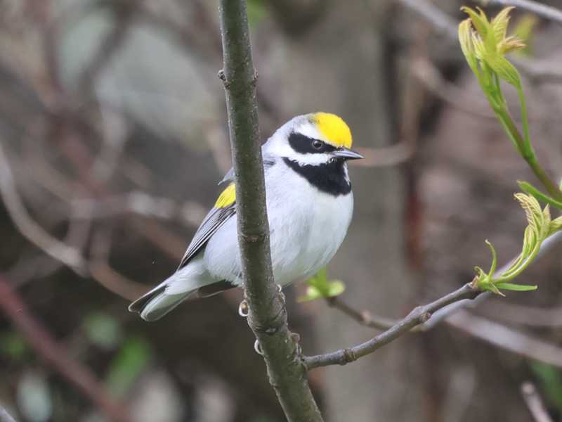Mystery bird to be identified
