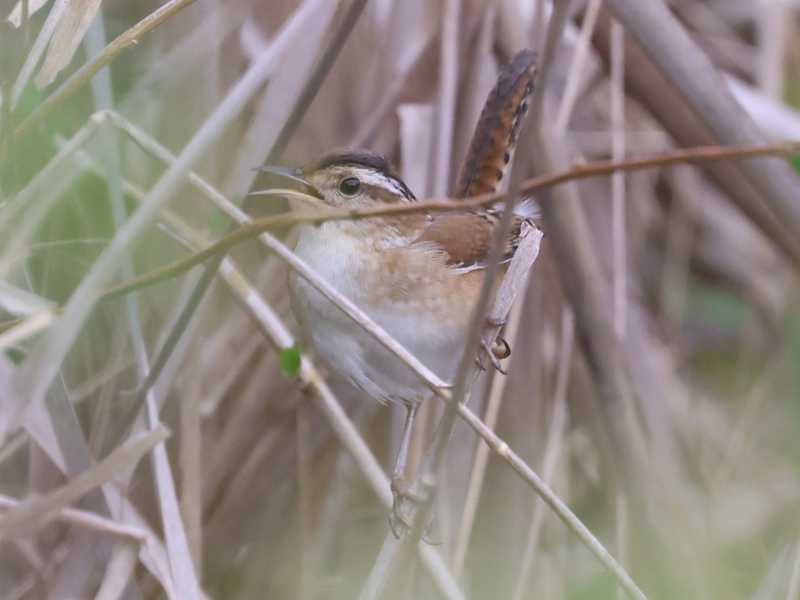 Mystery bird to be identified