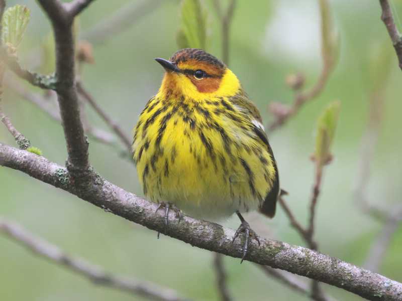 Mystery bird to be identified