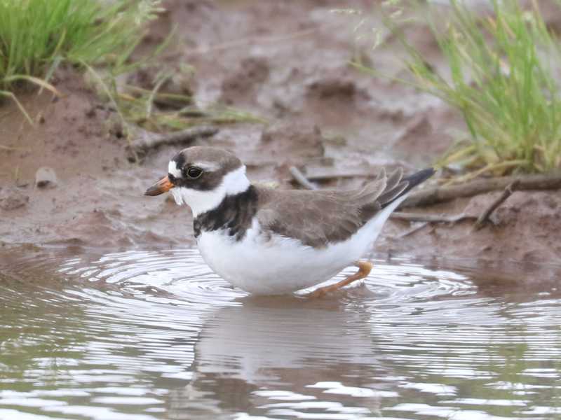 Mystery bird to be identified
