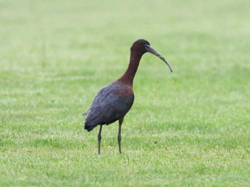 Mystery bird to be identified