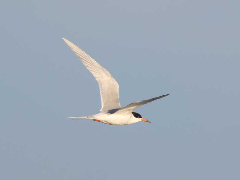 Mystery bird to be identified