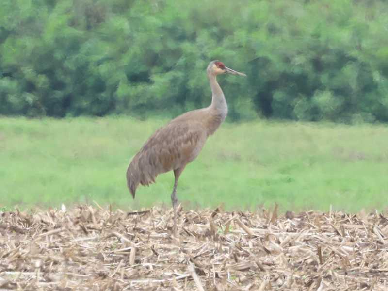 Mystery bird to be identified