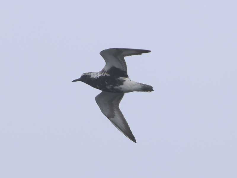 Mystery bird to be identified
