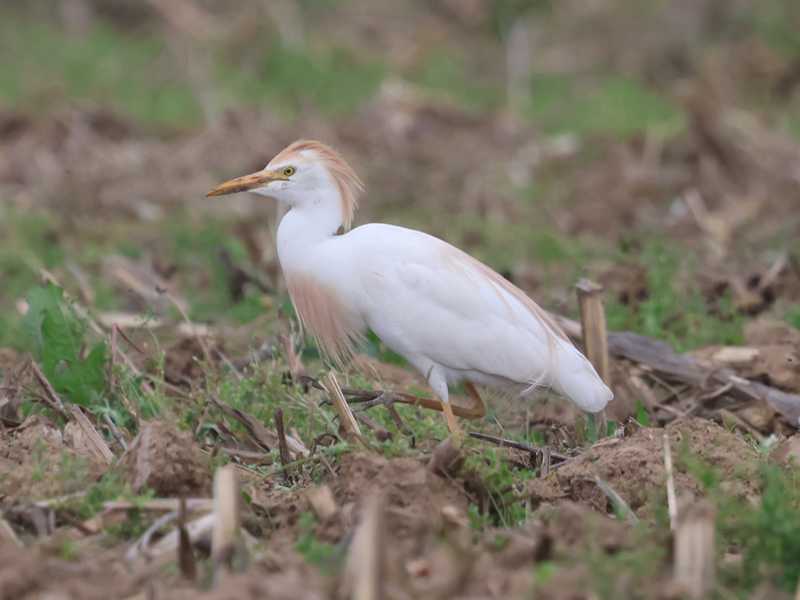 Mystery bird to be identified