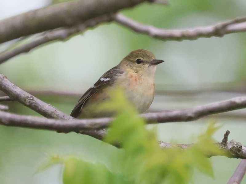 Mystery bird to be identified