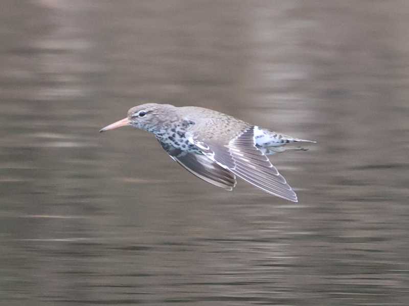 Mystery bird to be identified