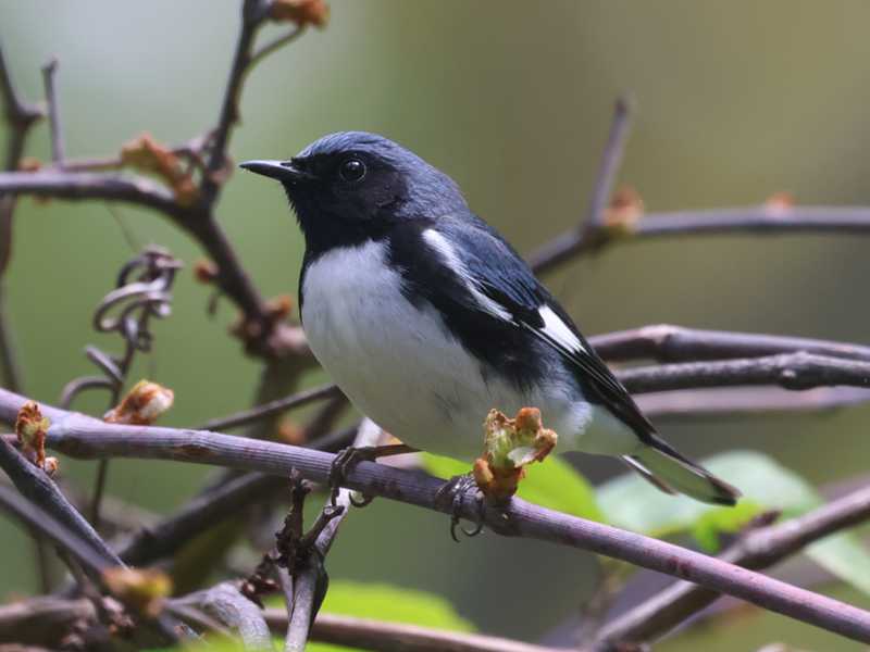 Mystery bird to be identified