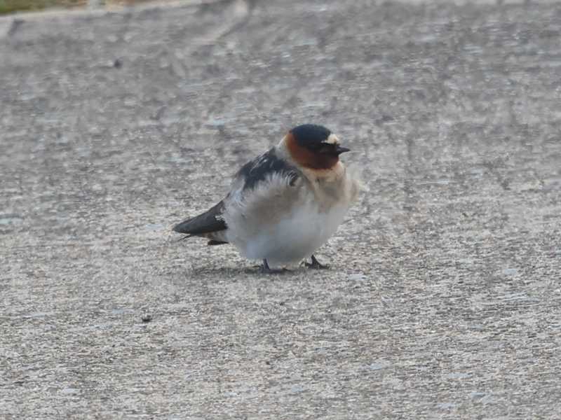 Mystery bird to be identified