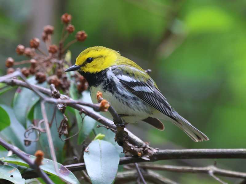 Mystery bird to be identified