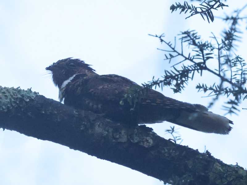 Mystery bird to be identified