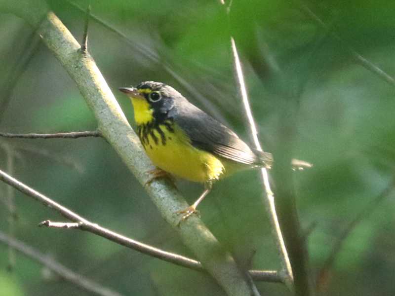 Mystery bird to be identified