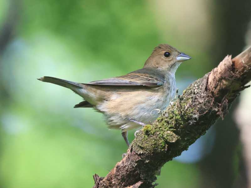 Mystery bird to be identified