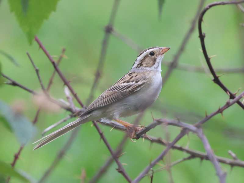 Mystery bird to be identified