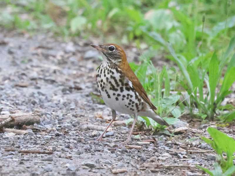 Mystery bird to be identified