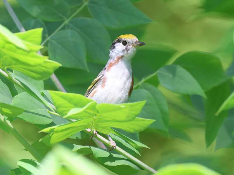 Mystery bird to be identified
